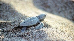 Caretta Caretta Üreme Alanı Kır Gazinosu Oluyor!