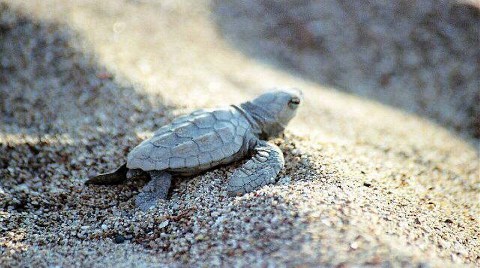 Caretta Caretta Üreme Alanı Kır Gazinosu Oluyor!