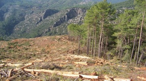 3. Köprü için Ağaç Kesimi Hızlandı!