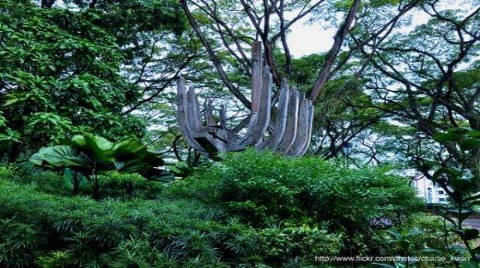 Fort Canning Park-Singapur