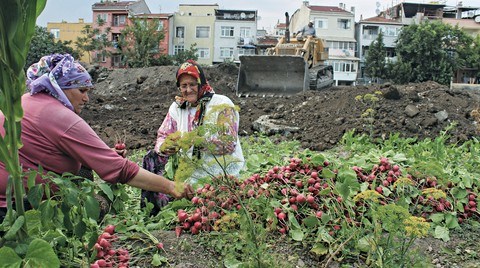 İki Duvarın Arasında: Bostan mı Park mı?