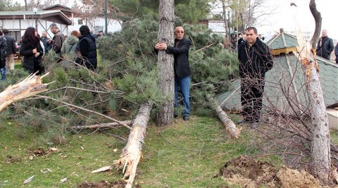  Ağaç Katliamı 23 Nisan’ı Vurdu!