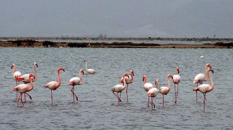 Flamingolara Bakanlık Güvencesi