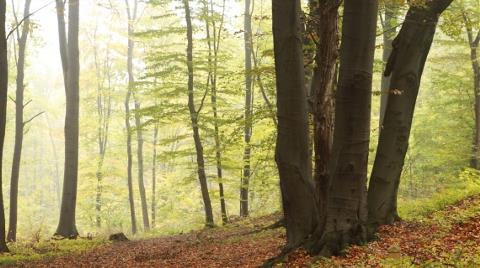 Validebağ Korusu'na "Park" Projesine Karşı İmza Kampanyası