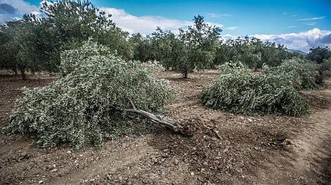 Soma’da Santral için 86 Ağaç Kesildi