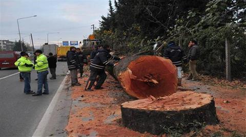 Ağaç Kesilmesinin Gerekçesini Açıkladı