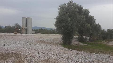 Jeotermal Enerji için Zeytin Ağaçları Kesildi