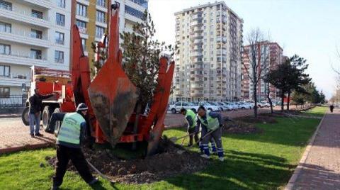 Ağaçlar Sökülerek Başka Yere Dikildi