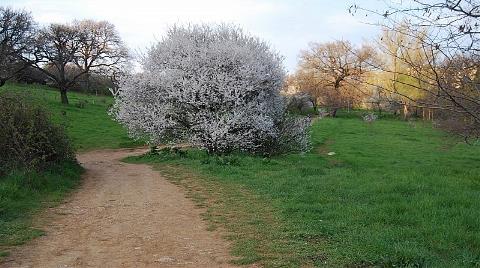 İmam Hatip Değil, Park