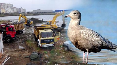 İş Makineleri Girdi, Ağaçlar Kesildi ve Kuşlar Gitti