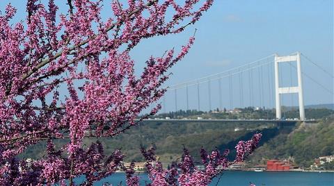 'İstanbul'un Simgesi Erguvan Olsun' Önerisi