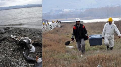 Yalova Kıyılarına Kadar Ulaştı