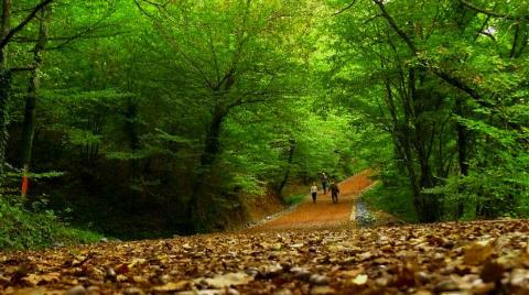 Belgrad Ormanı'ndaki İşaretlerin Nedeni Ortaya Çıktı