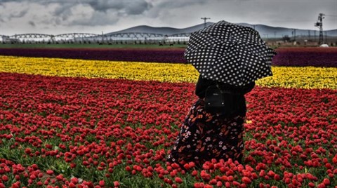 Bozkırın Ortasında Lale Tarlası