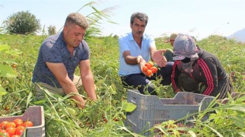 JES ve Siyanür Tarım Arazilerini Vuruyor