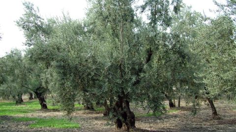 Zeytin Arazilerinde Sanayi Tesisleri Var