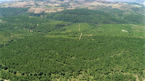 Kastamonu Entegre’den 50. Yıl Hatıra Ormanı  