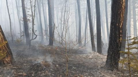 Kastamonu'da 4 Hektarlık Ormanlık Alan Yandı