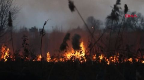 Antalya'da Sazlık Alanda Yangın