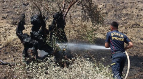 Asırlık Zeytin Ağaçları Kül Oldu