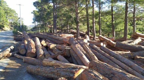 Mahkeme Sonucu Beklenmedi, 40 Yıllık Ağaçlar Kesildi