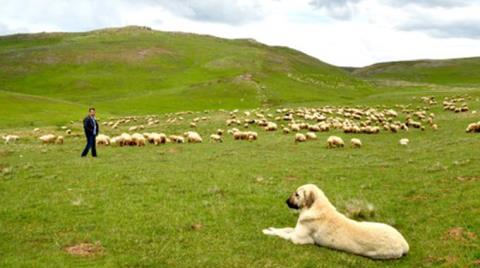 Tokat’ta Meralarda Altın Aramak için Başvuru Yapıldı