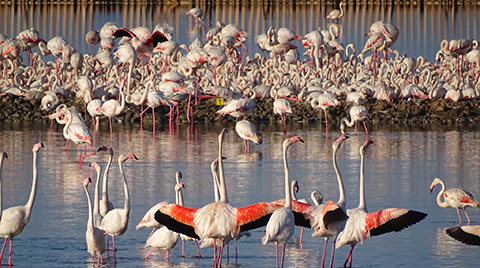 İzmir’in Yavru Flamingoları Dünyaya Gözlerini Açtı