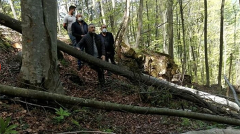 Ordu’da Yüzlerce Ağaç Kesildi