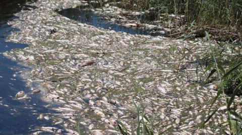 Büyük Menderes’te Toplu Balık Ölümleri