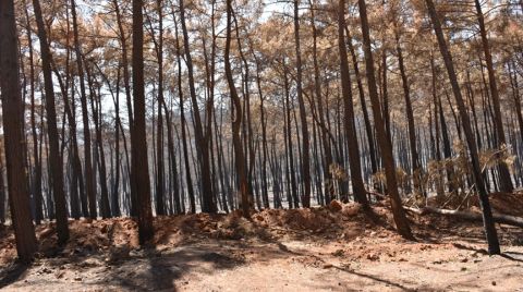 Anıt Ağaçlar, Yangınlara da Meydan Okudu