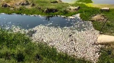 Sulama Kanalında Toplu Balık Ölümleri Endişelendirdi