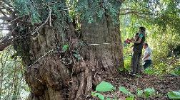 Artvin'deki 1400 Yıllık Porsuk Ağacı Tescillenecek 