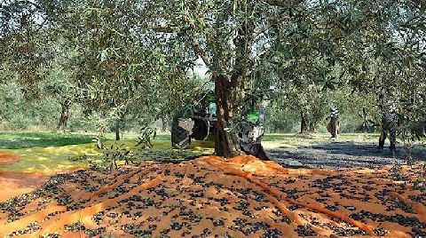 Zeytinliklerle İlgili Düzenlemede Geri Adım