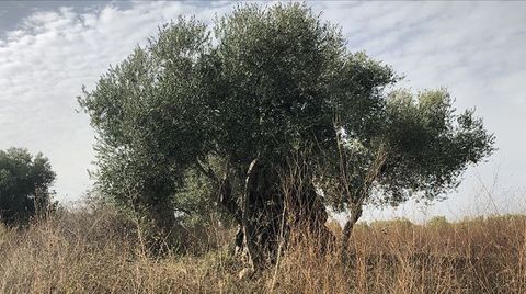 Belediye, Deprem Bölgesindeki Zeytinlikleri Satışa Çıkardı