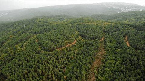 13 İlde Orman Alanları Küçültüldü