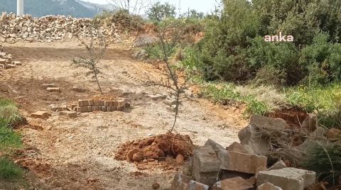 Seçimi Kaybeden Muhtar Yolu Kapatıp Ağaç Dikti