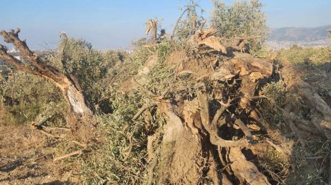 Yol için Depremzedenin Zeytinliği Talan Edildi