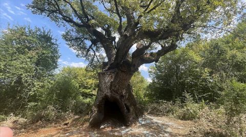 Türkiye'nin "En Yaşlı" Meşe Ağacı 11 Asrı Aşkın Süredir Göğe Uzanıyor