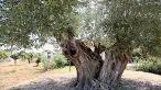 (Fotoğraf: DHA)