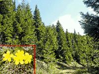 'Kaz'ları da Yolarlar