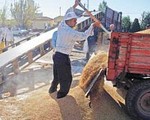 Çeltik Üreticisi, Yüksek Verime Rağmen Masrafı Zor Çıkarıyor