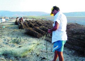 Serçin'in Bafa Mücadelesi