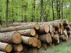 Unakıtan Şimdi de Ormanları Satacak