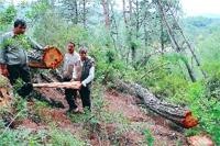 Orman Katliamını Köylüler Durdurdu