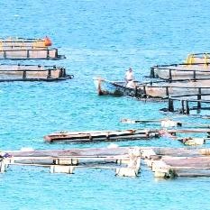 Didim'de Çiftlik İsyanı