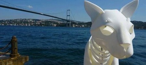 Dev Kediler İstanbul Sokaklarında!