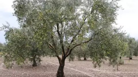 Zeytinlik Alanın İmara Açılması Meclis Gündemine Taşındı