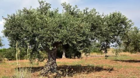 İnşaat için Asırlık Zeytinler Kesildi