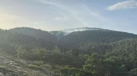 Muğla’da 39 Zeytinlik ve Orman ve Arazisi Satışa Çıkarıldı