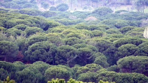 UNESCO Adayı Bölgeye Maden Ocağı Tehdidi